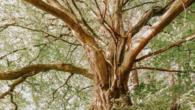 Third Sunday of Lent